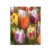 Cibuľoviny Tulipán Flaming Beauty MIX 7 ks(1)