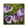 Cibuľoviny Krokus Pickwick 10 ks(2)