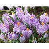Cibuľoviny Krokus Pickwick 10 ks