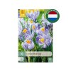 Cibuľoviny Krokus Pickwick 10 ks(4)