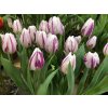 Cibuľoviny Tulipán Flaming Flag 7 ks(8)