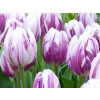 Cibuľoviny Tulipán Flaming Flag 7 ks(1)