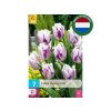 Cibuľoviny Tulipán Flaming Flag 7 ks(2)