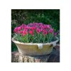 Cibuľoviny Tulipán botanický Little Beauty 10 ks(4)