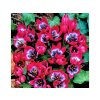 Cibuľoviny Tulipán botanický Little Beauty 10 ks(5)