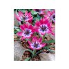 Cibuľoviny Tulipán botanický Little Beauty 10 ks(6)