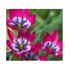 Cibuľoviny Tulipán botanický Little Beauty 10 ks(3)