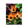 Cibuľoviny Tulipán botanický Little Princess 10 ks(3)