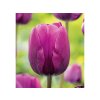 Cibuľoviny Tulipán Negrita 7 ks(3)