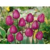 Cibuľoviny Tulipán Negrita 7 ks(6)