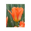 Cibuľoviny Tulipán Orange Emperor 7 ks(3)
