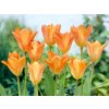 Cibuľoviny Tulipán Orange Emperor 7 ks(4)