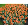 Cibuľoviny Tulipán Orange Emperor 7 ks(1)