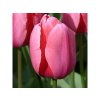 Cibuľoviny Tulipán Pink Impression 7 ks(3)