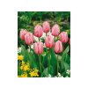 Cibuľoviny Tulipán Pink Impression 7 ks(1)