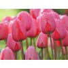 Cibuľoviny Tulipán Pink Impression 7 ks(4)