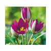 Cibuľoviny Tulipán botanický Pulchella Persian Pearl 10 ks(1)