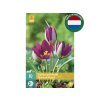 Cibuľoviny Tulipán botanický Pulchella Persian Pearl 10 ks