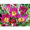 Cibuľoviny Tulipán botanický Pulchella Persian Pearl 10 ks(2)