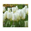 Cibuľoviny Tulipán Purissima 7 ks(2)
