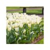 Cibuľoviny Tulipán Purissima 7 ks(1)