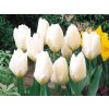 Cibuľoviny Tulipán Purissima 7 ks