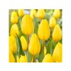 Cibuľoviny Tulipán Strong Gold 7 ks(3)