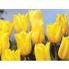 Cibuľoviny Tulipán Strong Gold 7 ks(1)