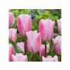 Cibuľoviny Tulipán Synaeda Amor 7 ks(3)