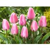 Cibuľoviny Tulipán Synaeda Amor 7 ks(1)