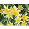 Cibuľoviny Tulipán botanický Tarda Dasystemon 10 ks (1)