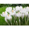 Cibuľoviny Krokus Jeanne dArc 10 ks(1)