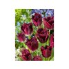 Cibuľoviny Tulipán Labrador 7 ks(4)