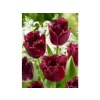 Cibuľoviny Tulipán Labrador 7 ks(3)
