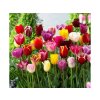 Cibuľoviny tulipán Triumph MIX 7 ks(4)