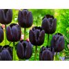 Cibuľoviny Tulipán Triumph Black 12 ks