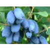 drobné ovocie ducplant(80)