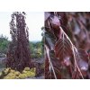 Dreviny na kmienku Buk lesný Purple Fountain na kmienku 70 120 cm(1)