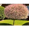 Dreviny na kmienku Vŕba Hakuro nishiki na cca 80cm kmienku, výška 120 140 cm(1)