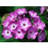 Trvalky Flox metlinatý Flame Purple Eye(2)