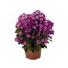 Trvalky Flox metlinatý Flame Purple3