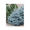 Smrek pichľavý Super Blue 50-70 cm, kont. p21