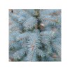 Smrek pichľavý Super Blue 50-70 cm, kont. p21