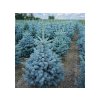 Smrek pichľavý Super Blue 50-70 cm, kont. p21