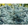 Smrek pichľavý Super Blue 50-70 cm, kont. p21