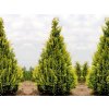 Okrasné stromy Cypruštek lawsonov Ivonne 20 30cm(1)