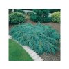 Borievka šupinatá Blue Carpet - Juniperus, kont. 2 l