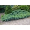Borievka šupinatá Blue Carpet - Juniperus, kont. 2 l