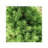 Smrek biely Conica 15-25cm - Picea glauca, kont. 2 l