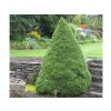 Smrek biely Conica 15-25cm - Picea glauca, kont. 2 l